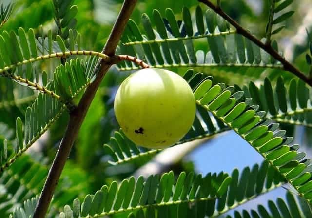 Amla benefits, Amla for hair, Amla powder benefits - RITHANYA STORES Amla benefits, Amla for hair, Amla powder benefits - RITHANYA STORES